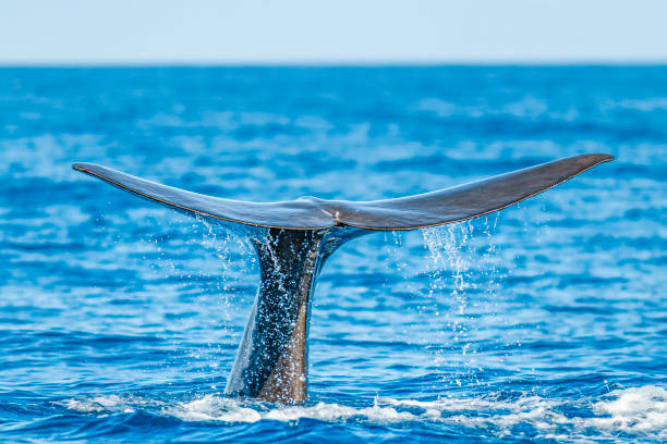 Мозъкът на китоподобните разкрива тайни за Алцхаймер