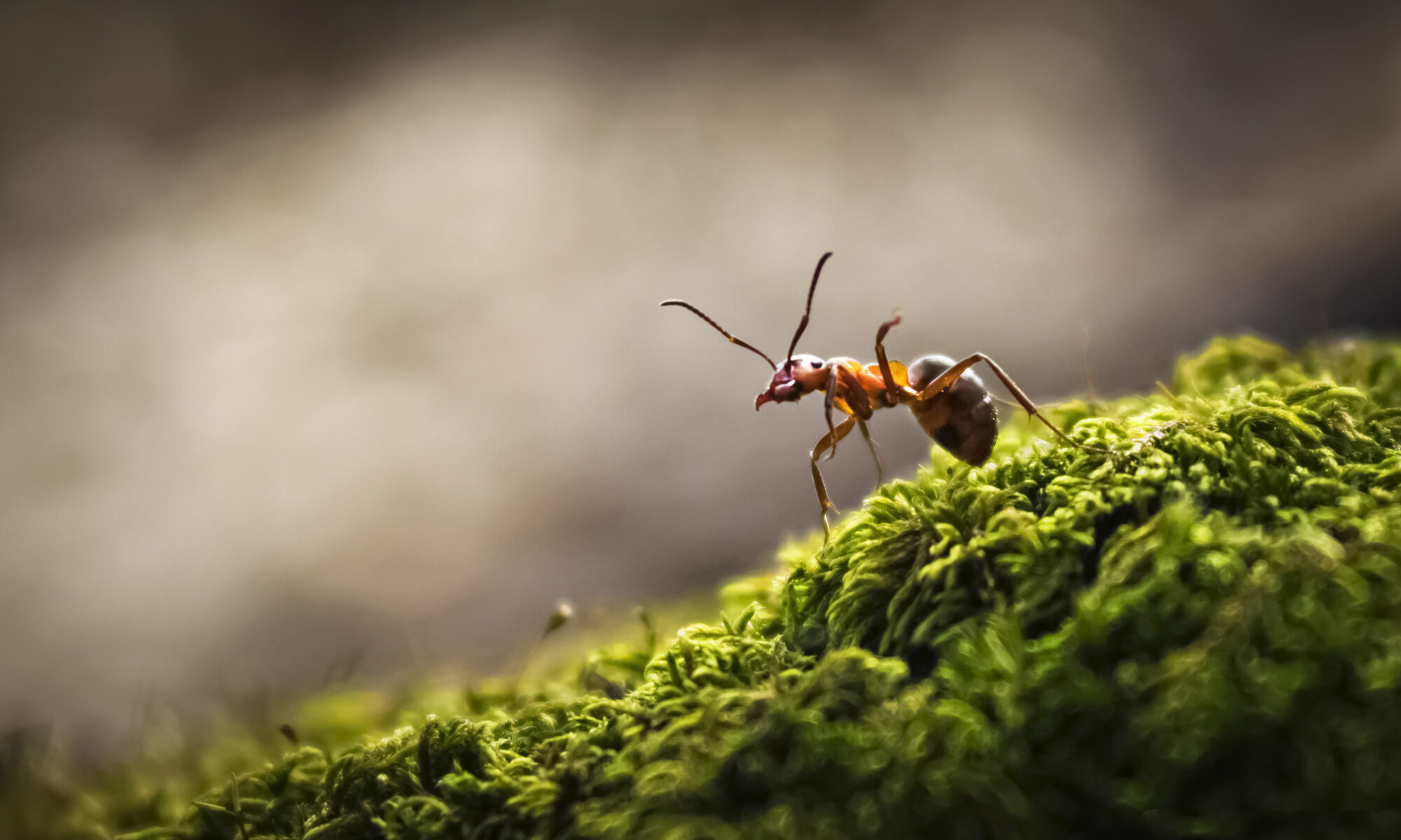 Мравките могат да надушат рак